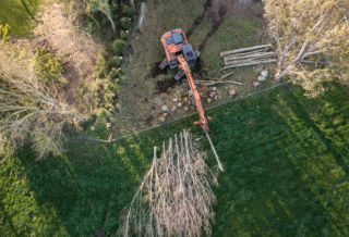 Dairy Conversion Tree Removal