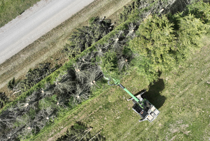 Tree Felling Canterbury